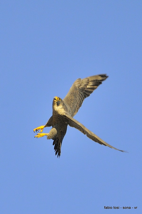 Pellegrin che per l''aere vai, di che sesso tu sarai?